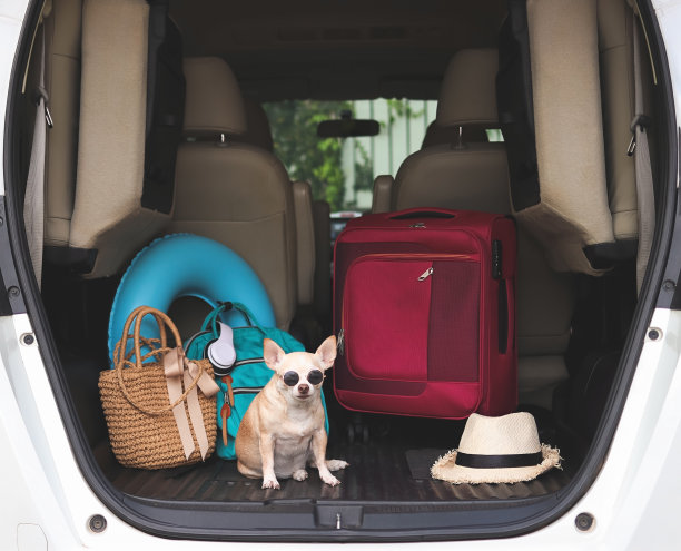棕色短发吉娃娃狗戴着墨镜，坐在汽车后备箱里，带着旅行用品。旅行的概念。图片下载