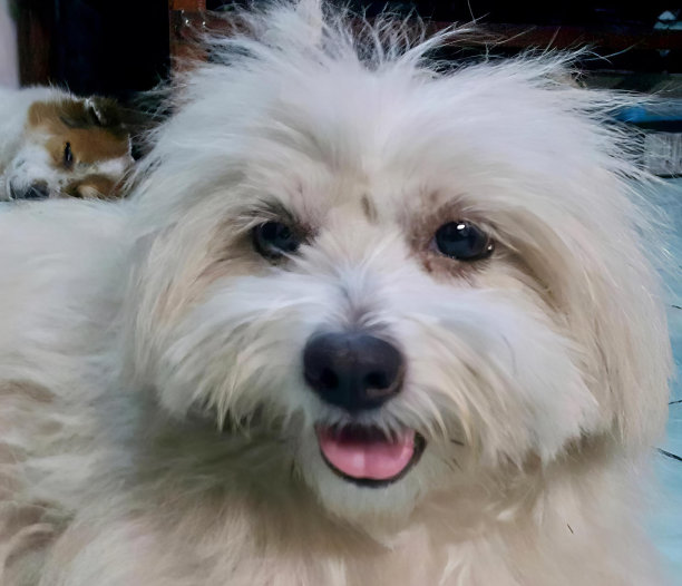 一张白色的狗的照片，一头长长的头发和一个毛绒玩具，有一只白色的狗坐在地板上。图片下载