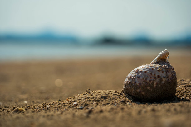 一个阳光明媚的日子里，泰国南部甲米海滩上的贝壳的电影照片图片下载
