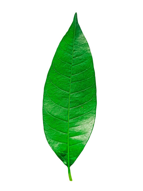 芒果叶白色背景芒果叶亮绿色图片下载