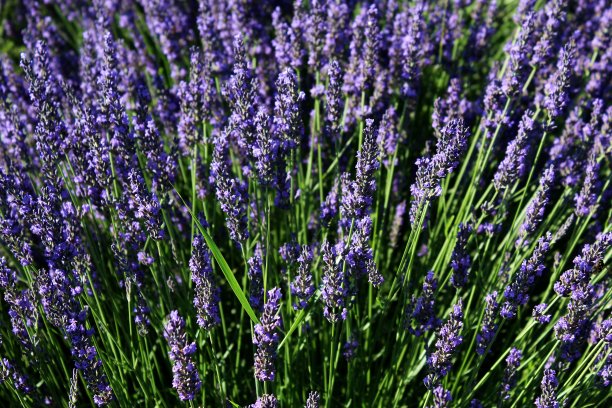 薰衣草或纳杜斯图片下载