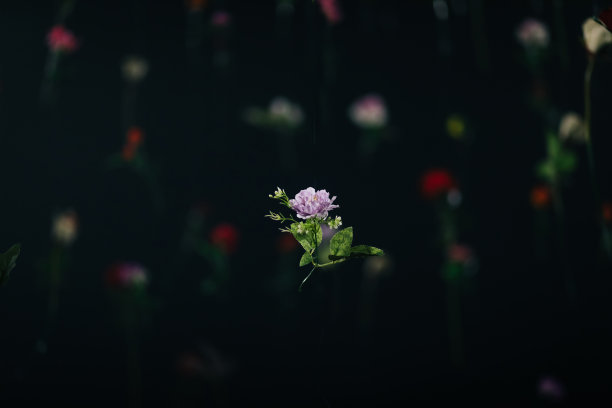 黑底花图片下载