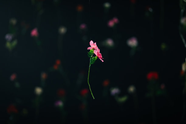 黑底花图片下载