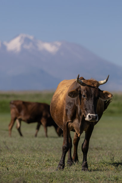 一头公牛站在草地上。图片下载