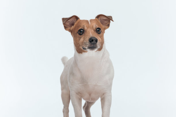 杰克罗素梗好奇地想知道前方是什么图片下载