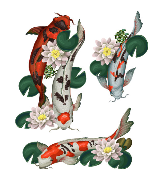 锦鲤鱼与荷花分离。向量。图片下载