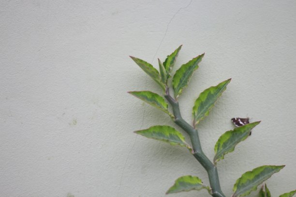 一排拖鞋花或魔鬼的脊骨(大戟属植物)图片下载