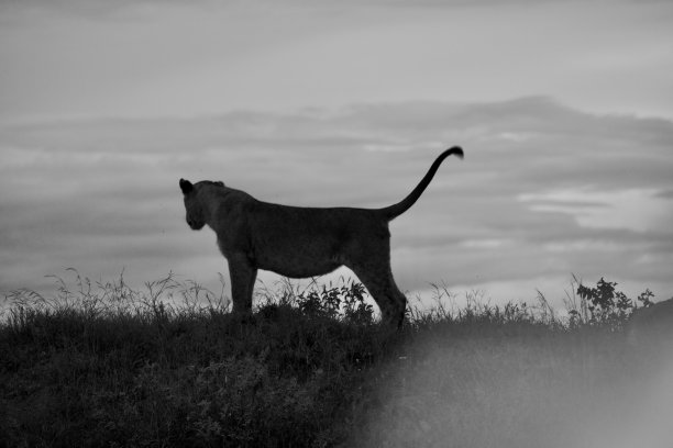 黄昏时分，一头母狮站在塞伦盖蒂的山顶上图片下载