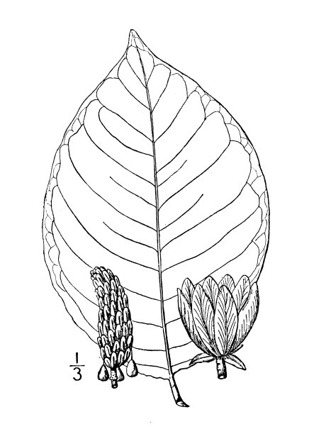 古植物学植物插图:玉兰、黄瓜树、山玉兰图片下载