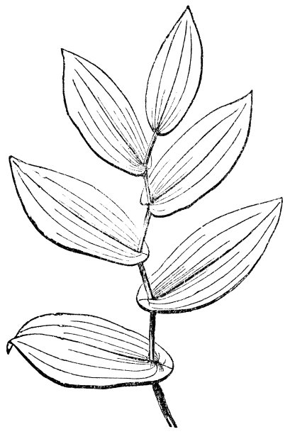 透叶桔梗花(Uvularia Perfoliata)分支- 19世纪图片下载