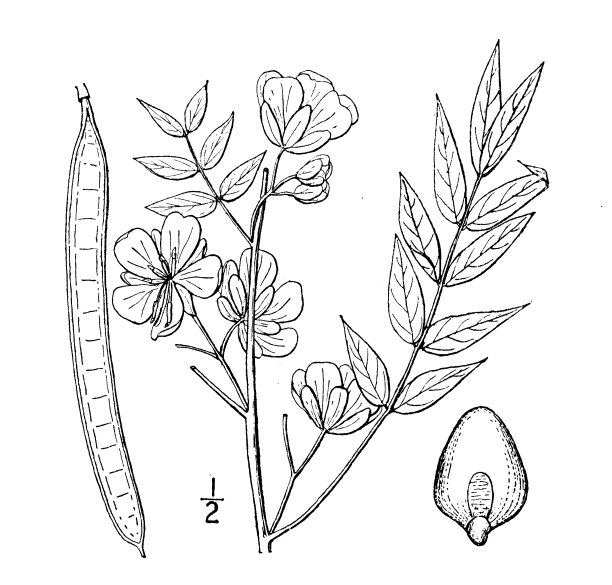 古植物学植物插图:西花决明子、咖啡番那图片下载