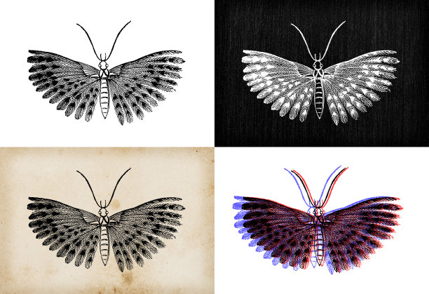 古玩动物插图:Alucita hexadactyla(二十羽蛾)图片下载