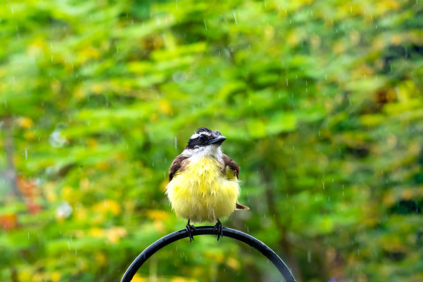 一只黄色的小鸟栖息在花园的金属支架上，在暴雨中沐浴。图片下载