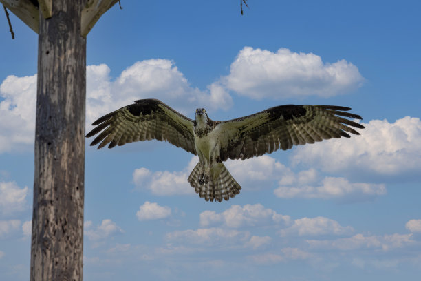 西方鱼鹰(Pandion haliaetus)图片下载