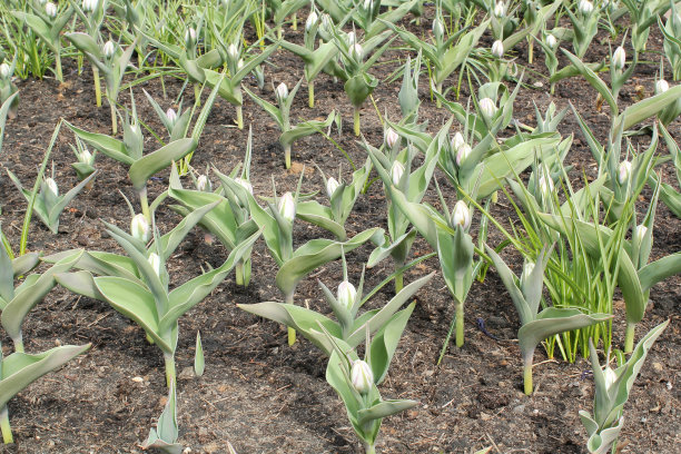 郁金香从寒冷的春土中发芽。新鲜的植物，从公园的花坛里冒出来。花园初春，大自然观念觉醒。球茎花生长在后院。第一批年轻的绿色植物图片下载