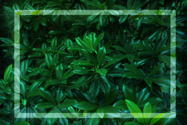 绿叶的纹理与发光的光框架。生态植物背景。图片下载