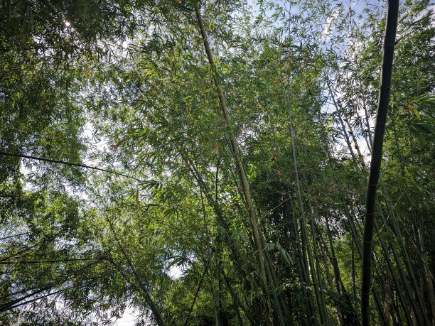 茂密的竹林，绿色象征着平静的气氛图片下载