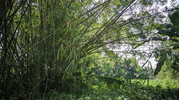 茂密的竹林，绿色象征着平静的气氛图片下载