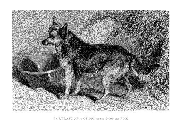 肖像的一个十字架的狗和狐狸雕刻插图图片下载