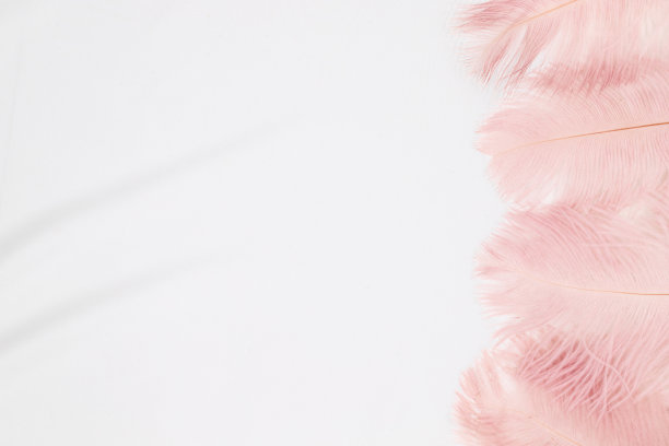 平躺俯视图，构图在白色丝绸的背景与精致的粉红色羽毛，可爱的最小模型与复制空间图片下载