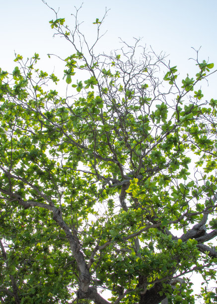 古鹰树与历史有关的Con Dao, Con Son岛，Ba Ria Vung Tau省图片下载