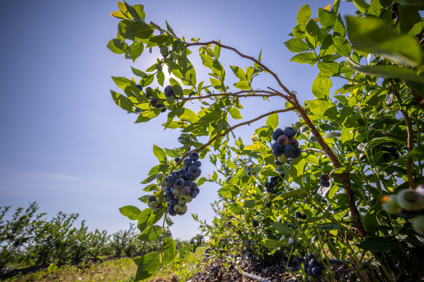 灌溉种植园上的蓝莓丛。七月中旬是浆果成熟和第一次收获的季节。又大又酸又甜多汁的浆果长在树枝上。图片下载