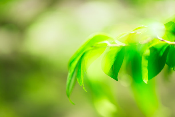 京都的日式花园图片下载