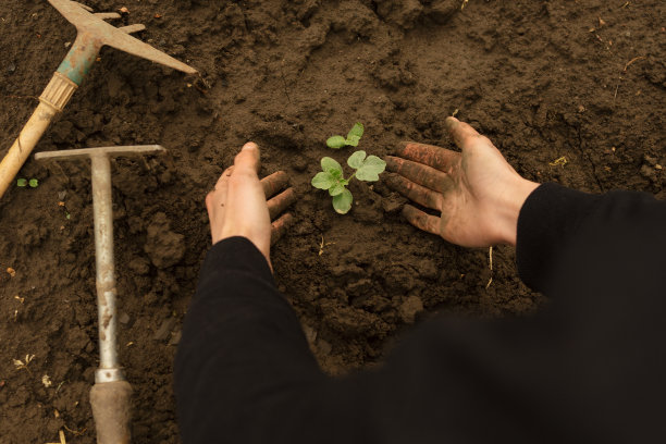 在潮湿的地面上种植后，女性双手覆盖着植物。有机农业和农作物生产的概念。图片为您的设计图片下载