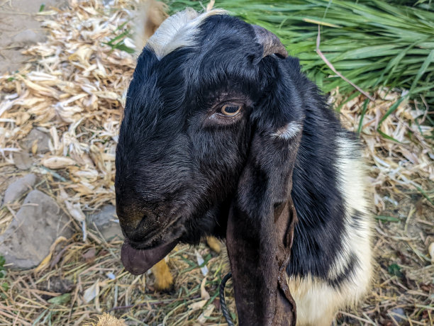 山羊:山羊或山羊图片下载