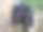 山羊:山羊或山羊图片下载