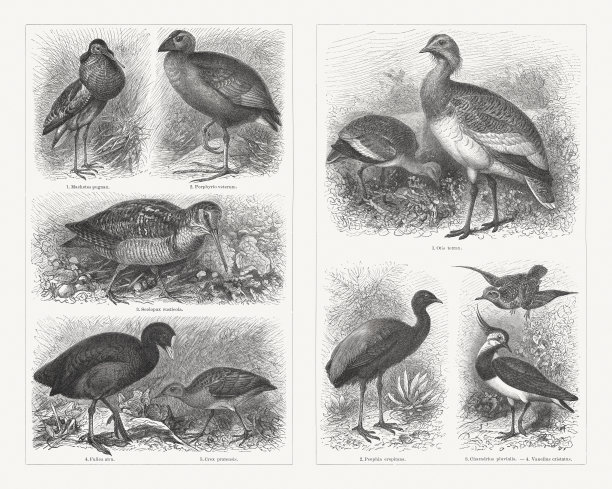 水鸟(鸻形目)，木版，出版于1897年图片下载