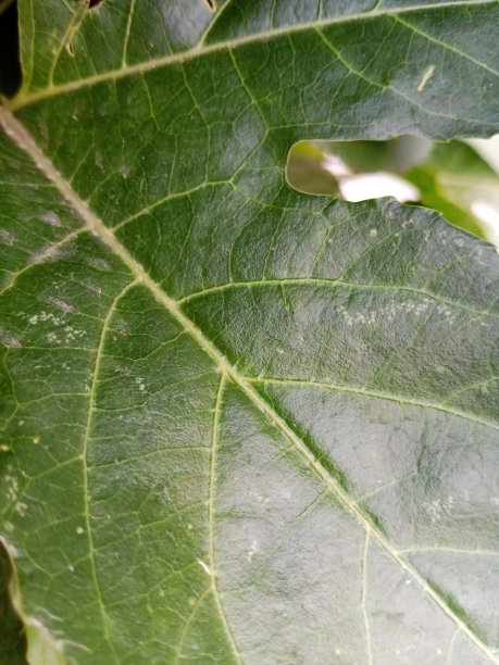 树叶上的纤维和图案的照片图片下载