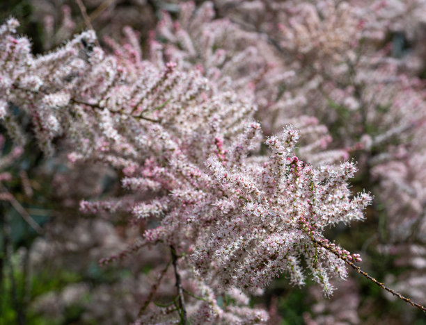 红柳花，红柳特写，开花树盐雪松树，Taray微距照片图片下载