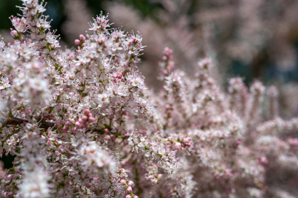 红柳花，红柳特写，开花树盐雪松树，Taray微距照片图片下载