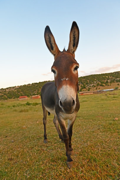驴正看着摄影师。图片下载