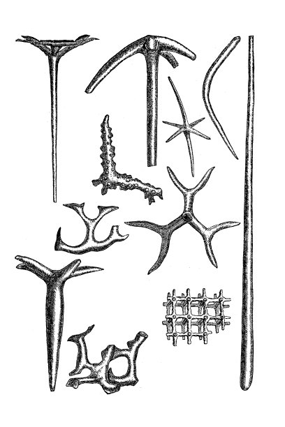 硬石是无脊椎动物的坚硬部分，特别是节肢动物的外骨骼，海绵和八爪珊瑚的柔软部分图片下载