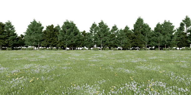 逼真的草地和森林树木线。图片下载