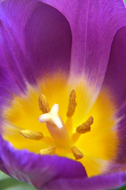 紫色郁金香在一束花中的特写图片下载