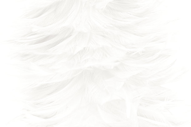 白色羽毛毛茸茸的图案纹理背景图片下载