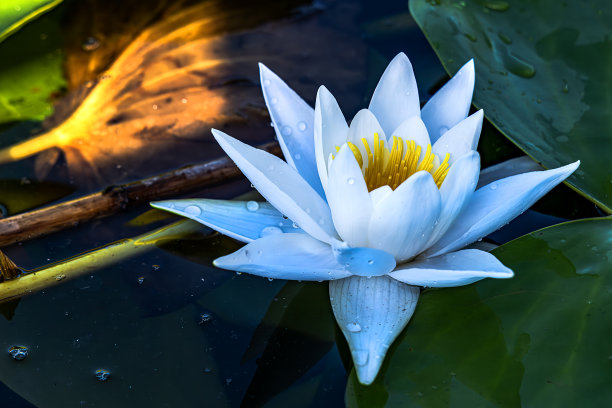 荷花盛开图片下载