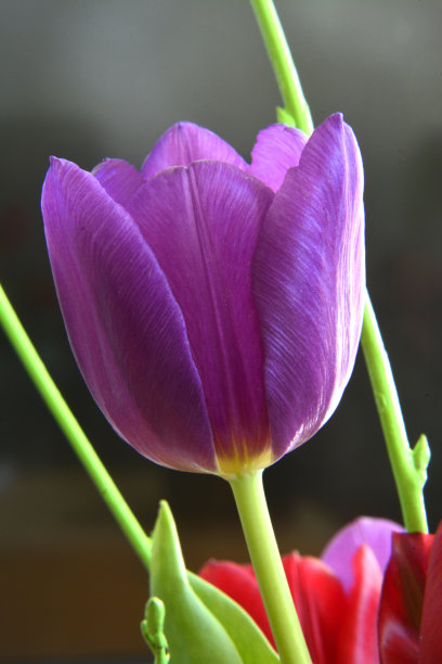 紫色郁金香在一束花中的特写图片下载