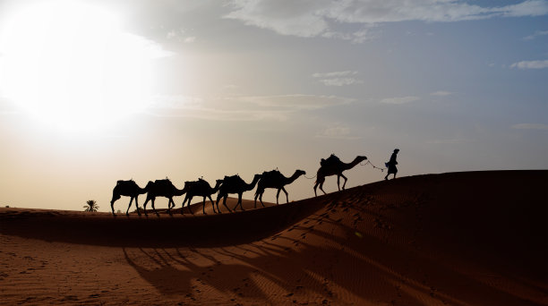 骆驼商队在沙漠日出-撒哈拉沙漠，摩洛哥图片下载