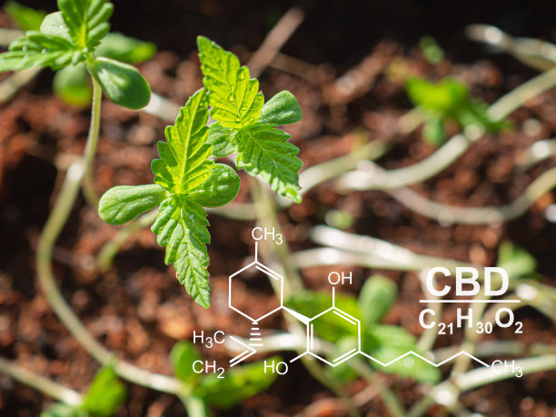 户外农场种植的大麻幼苗。CBD(大麻二酚)配方照片图片下载