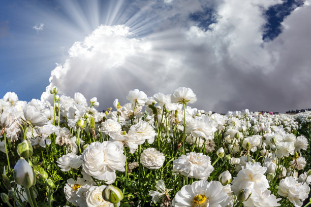 明媚的春日阳光与云彩图片下载