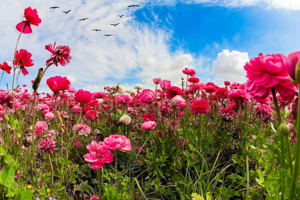 明亮的春花图片下载