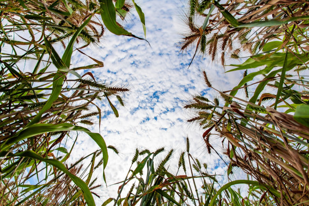 用鱼眼镜头拍摄的照片图片下载