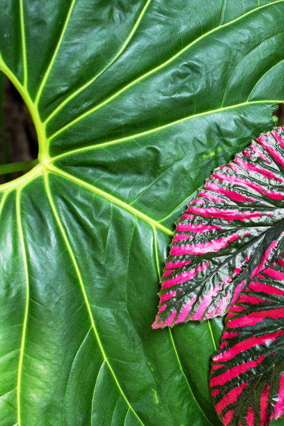 明亮的紫色和绿色秋海棠叶子的背景。海棠叶的特写。图片下载