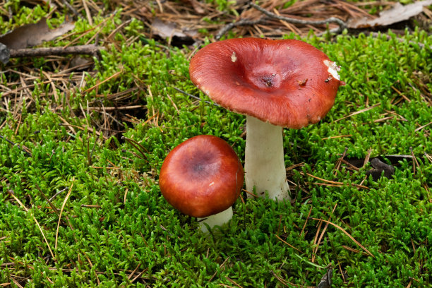 湿云杉林苔藓中的食用菌。有黄红色帽和白色茎的蘑菇。秋天时节，自然状态图片下载