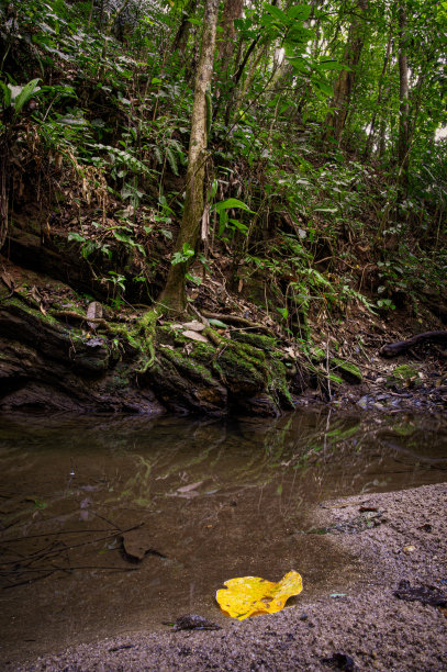 大西洋热带雨林景观中的河流瀑布图片下载