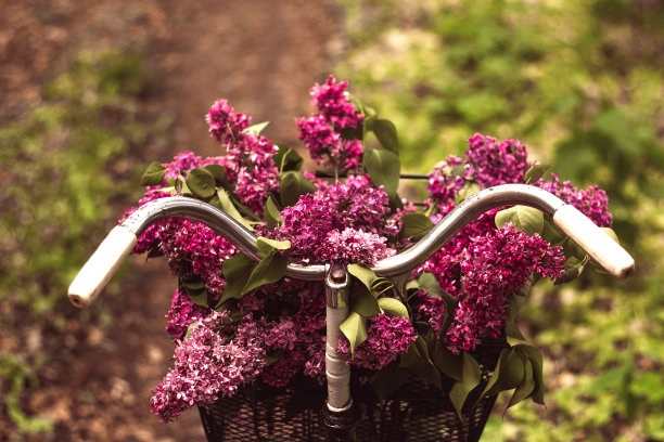 在一个阳光明媚的日子里，在绿色的森林里，一辆复古自行车的车把上放着一篮春天的丁香花。一辆旧自行车，前面的篮子里放着一束紫丁香。图片下载